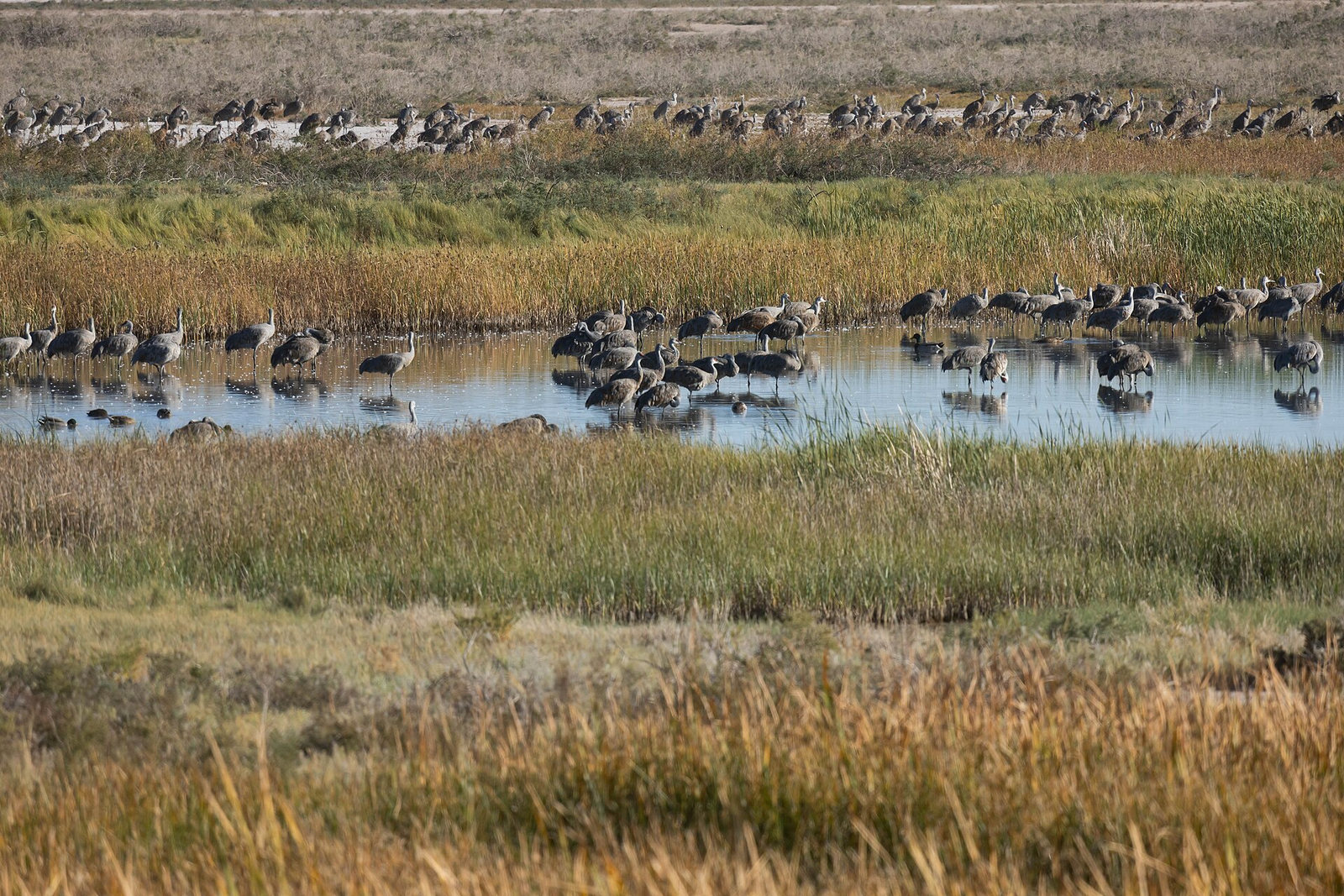 Sandhill cranes gather at Bitter Lake National Wildlife Refuge near Roswell.