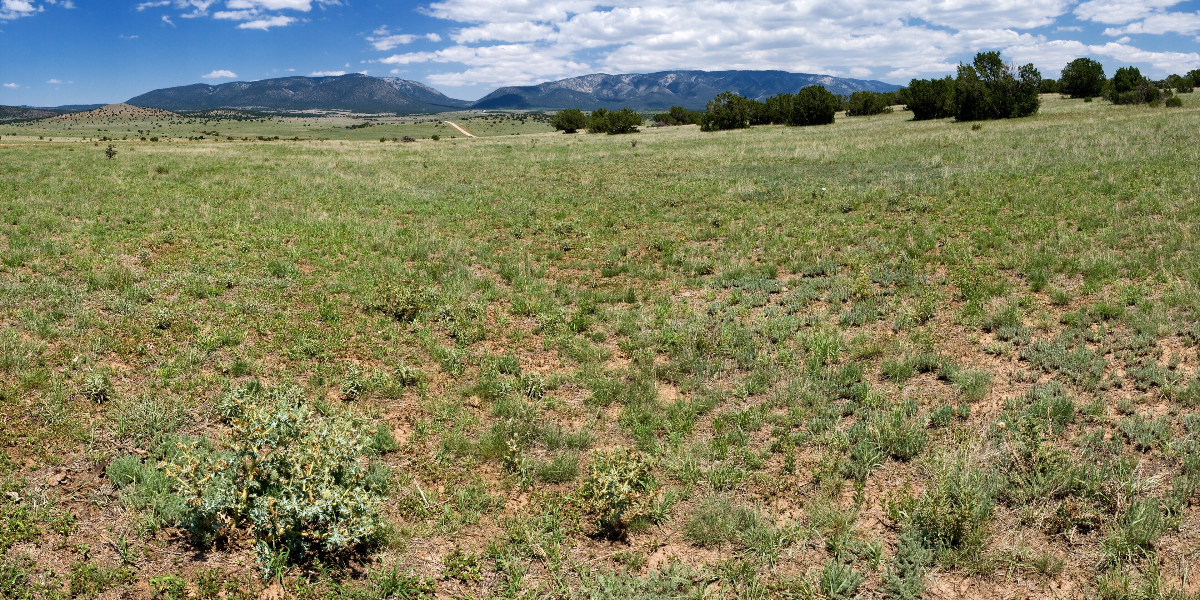 Open blue grama grassland below the Capitan Mountains in Lincoln County, New Mexico.