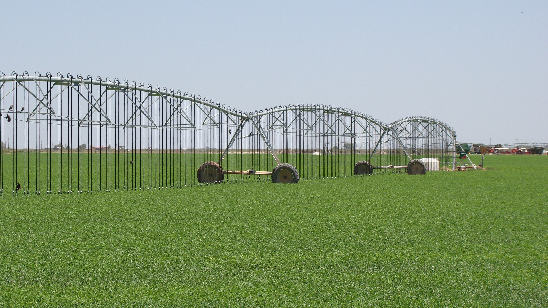 Center-pivot irrigation over an alfalfa field near Lovington, New Mexico.