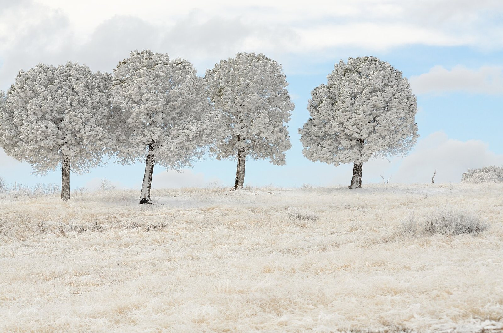 Frost-covered trees in a winter landscape at Ruidoso.