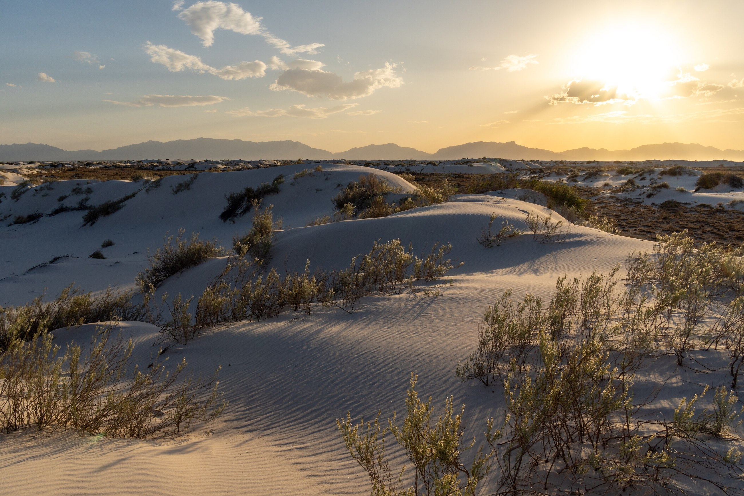 Late sunlight over gypsum dunes and desert plants at White Sands National Park.