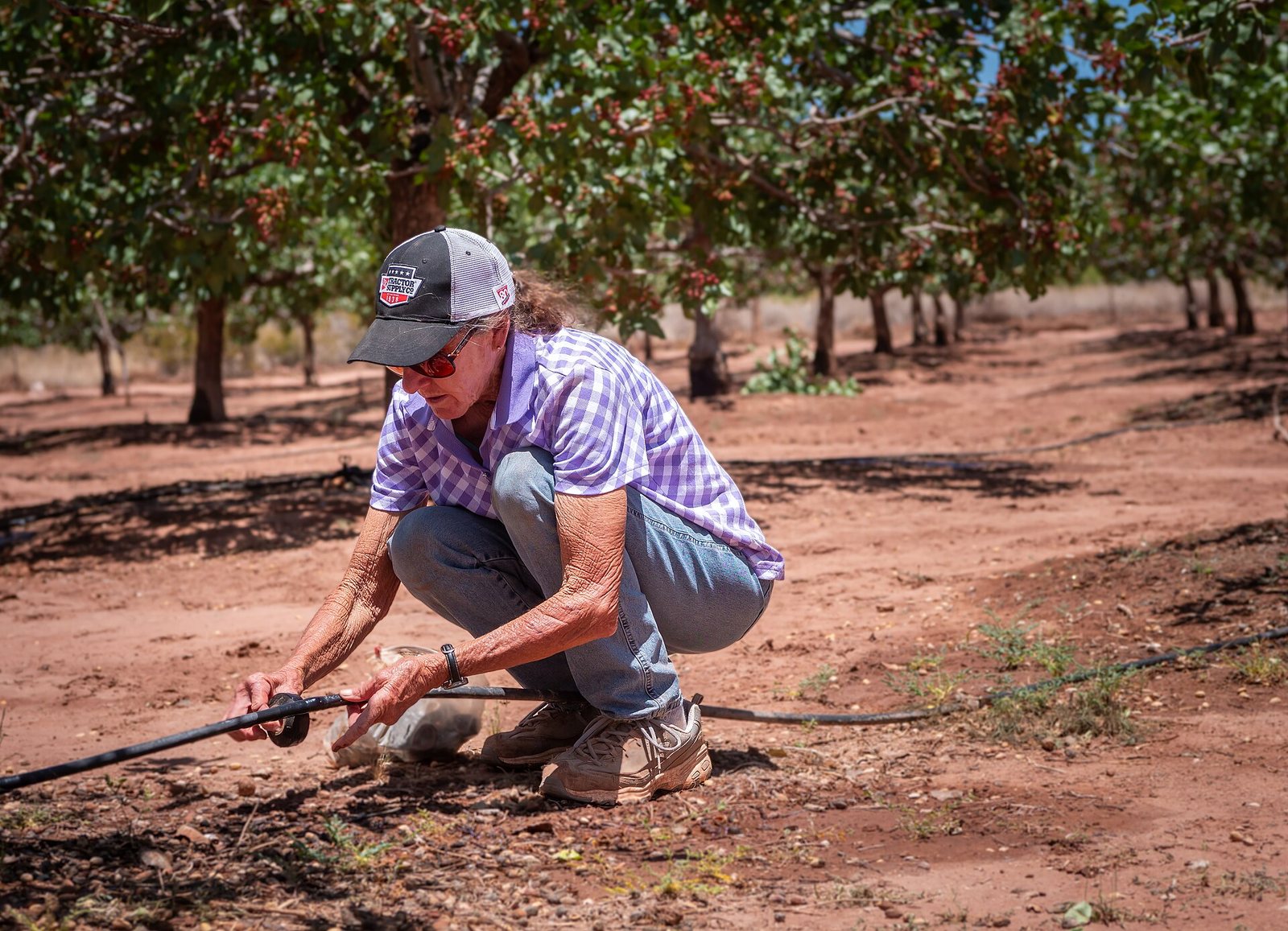 A grower working with an irrigation line beneath pistachio trees in Tularosa.