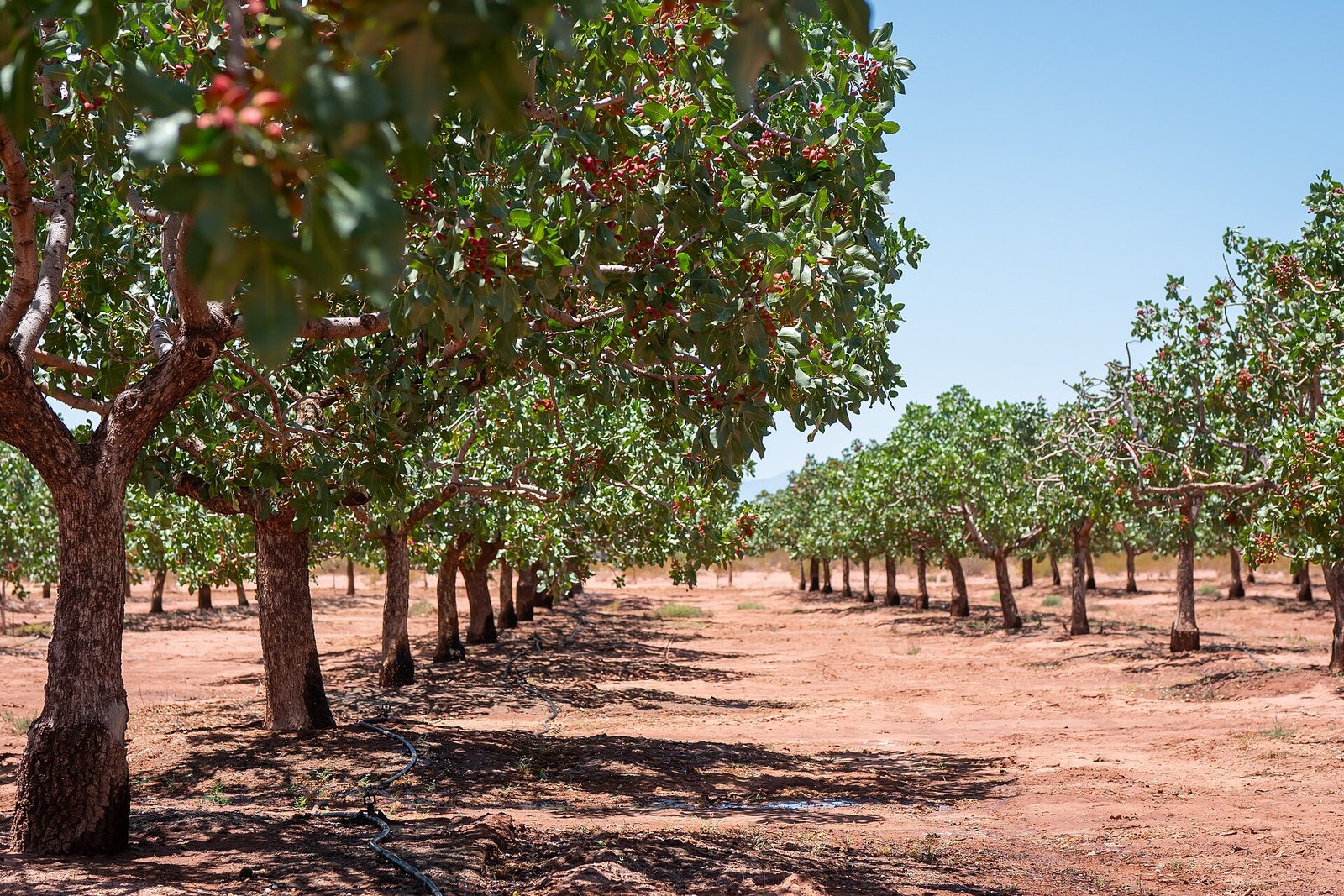 Rows of pistachio trees on a farm in Tularosa.