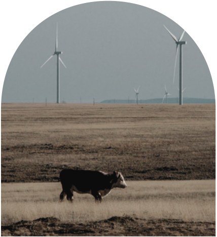 Wind turbines and grazing cattle