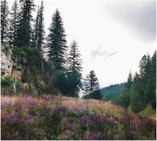 Lincoln National Forest