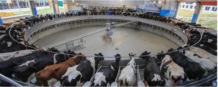Cattle in a rotary milking facility.