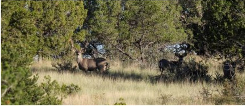 Rangeland and Wildlife near Hondo, NM