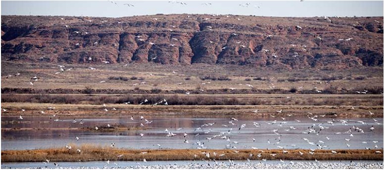 Birds flying above a wetland with shallow water and grasses.