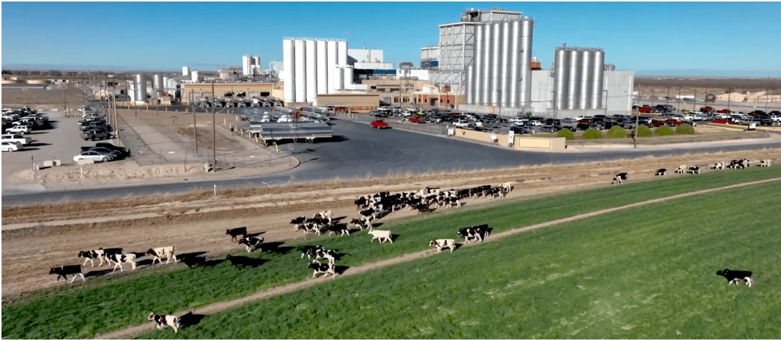 Dairy cattle near a food-processing facility in Roswell, New Mexico.